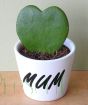Personalised Heart, Hoya kerii in white personalised ceramic pot