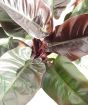 Closeup of Philodendron