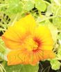 Edible Flower Planter       