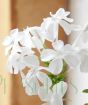 White plumbago flowers