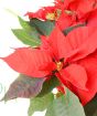 Red poinsettia full colour bracts
