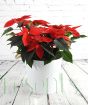 Extra Large Poinsettia with bright red bracts