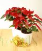Poinsettia gifts