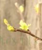 Quince buds
