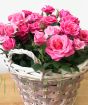 Pink roses in woven basket