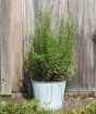 Large rosemary in metal pail