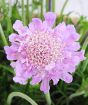 close up of scabious pink mist