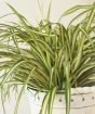 Close up of the spider plant