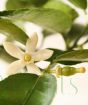 Tahiti Lime Spring Flower and embryonic fruit