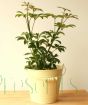 Easy going house plant