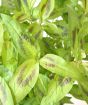 Coriander foliage closeup