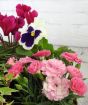 Close up of Dianthus, Viola and cyclamen
