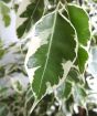 Closeup of weeping fig leaf