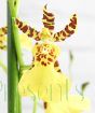 Yellow Dancing Lady Orchid