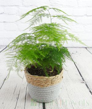 Asparagus fern from the side
