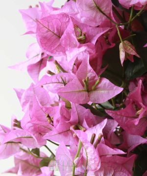 pink bougainvillea close up