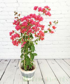 Red/Pink Bougainvillea