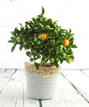Calamondin Tree covered with ripening fruits