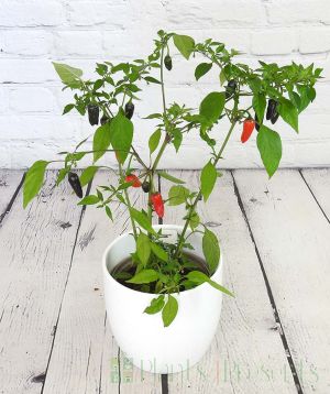 Chenzo chilli plant with fruit