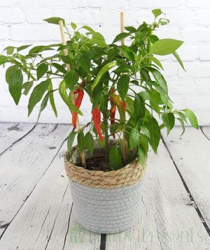 Hot Chilli plant in fruit