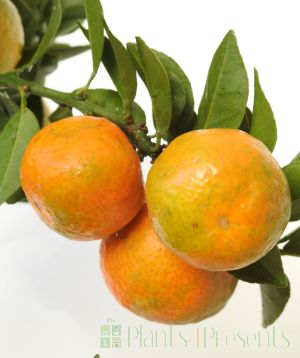 Ripening Chinotto fruit close up
