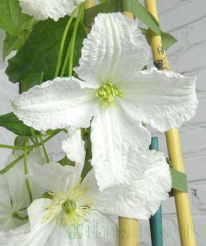 White Clematis Flower