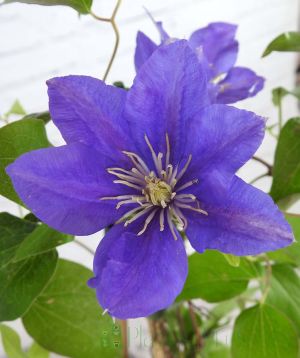 blue clematis flower