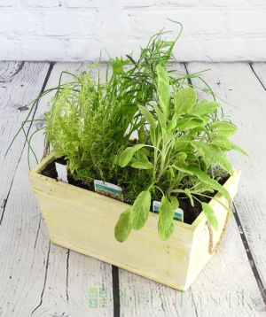 Planter with a selection of herbs