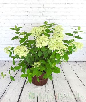Woodland hydrangea in  bloom and bud
