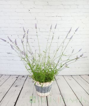 Lavender in Full Flower