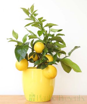Lemon bush with ripe fruit 