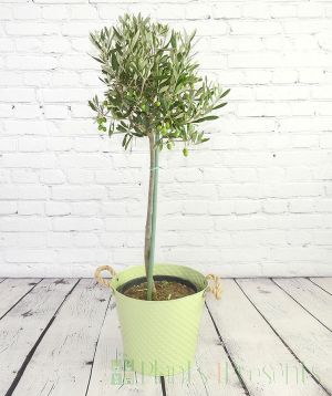 Large Olive tree in green pail