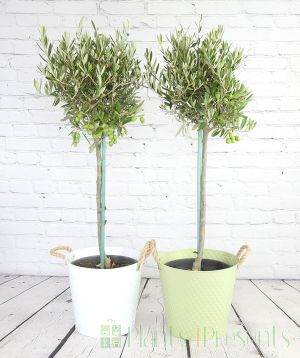 Pair of Large Olive Trees