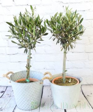 Pair of Olive Trees