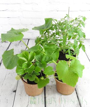4 patio veg plants