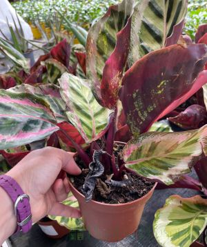 Rescue prayer plant with scorched leaves