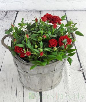 Basket of Living Red Roses
