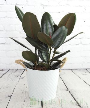 Rubber Plant in white pail