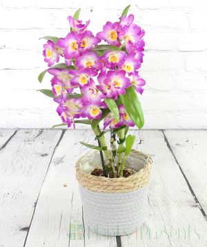Pink spray orchid in full bloom