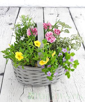 Summer trug with colourful selection of flowers