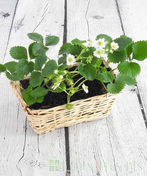 Strawberry basket with flowers and young fruit