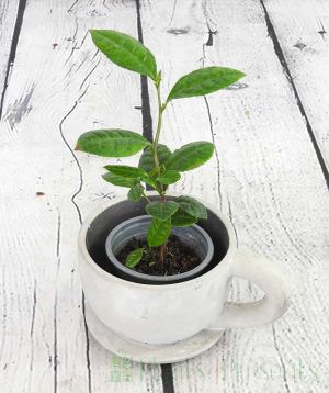 Young tea plant in a ceramic cup