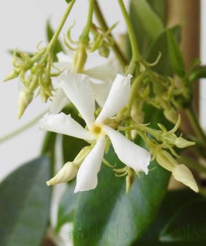 Closeup of star jasmine flower