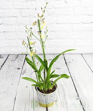 Yellow oncidium orchid
