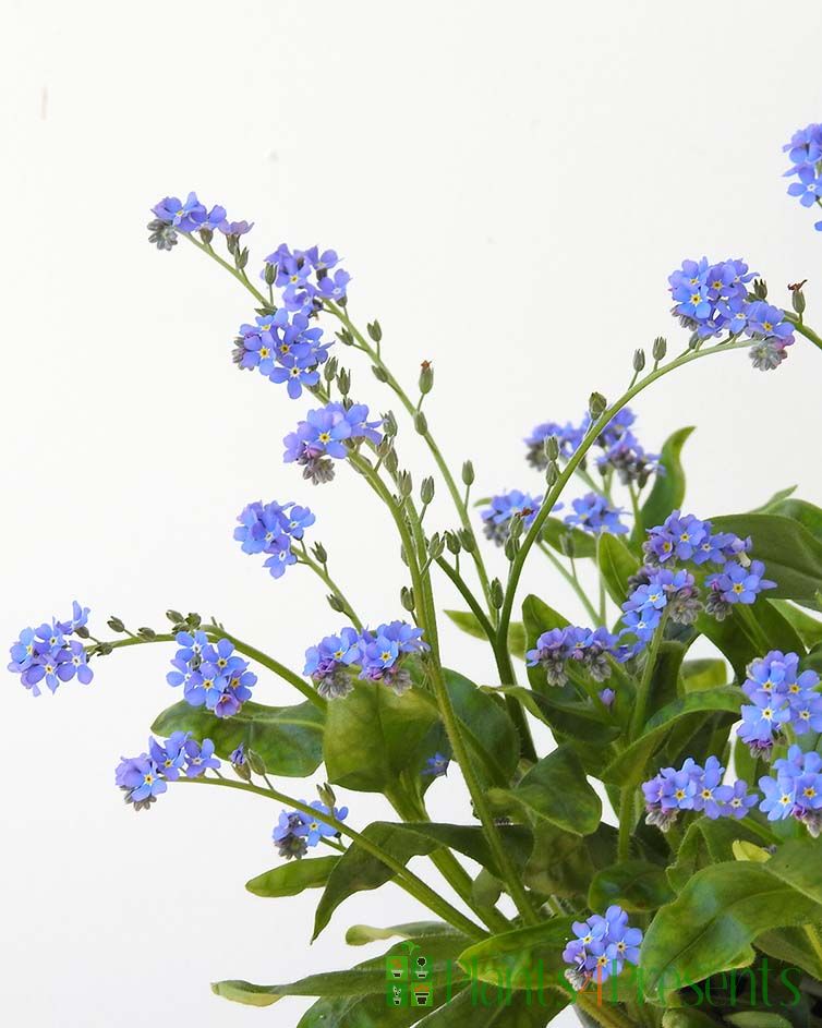 me not plants delivered as gifts