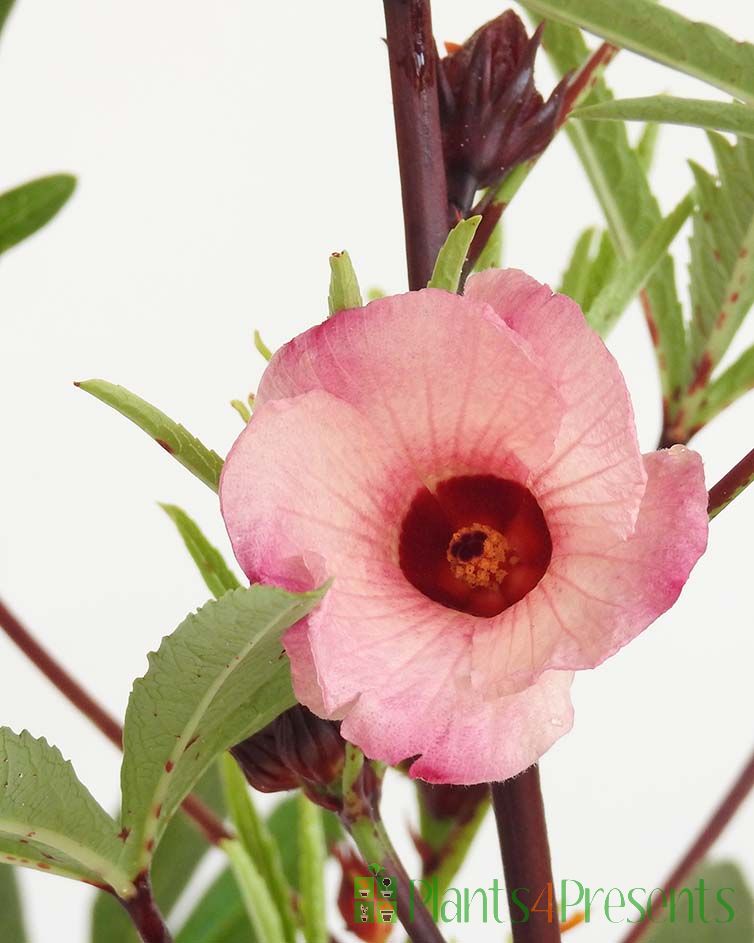 Edible Hibiscus