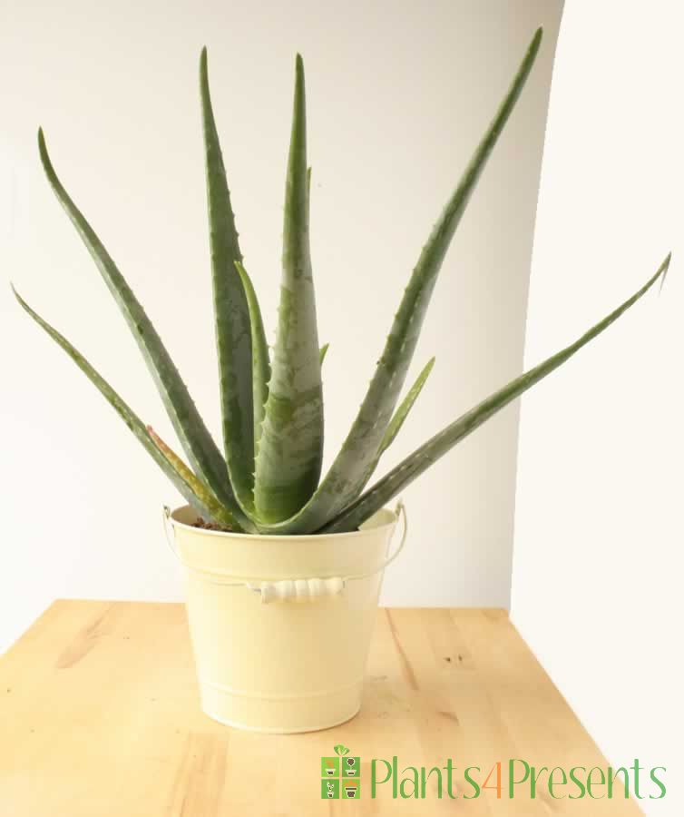 Does Aloe Vera Plant Bloom - When Do Aloe Plants Bloom