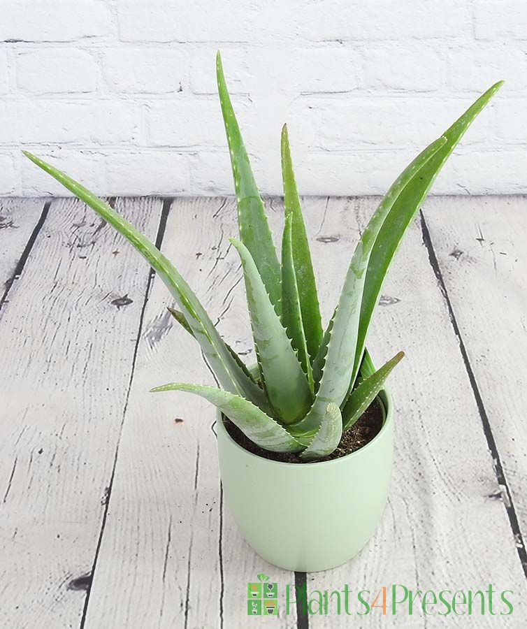 Large Aloe Vera Plants Available For Uk Delivery 0880