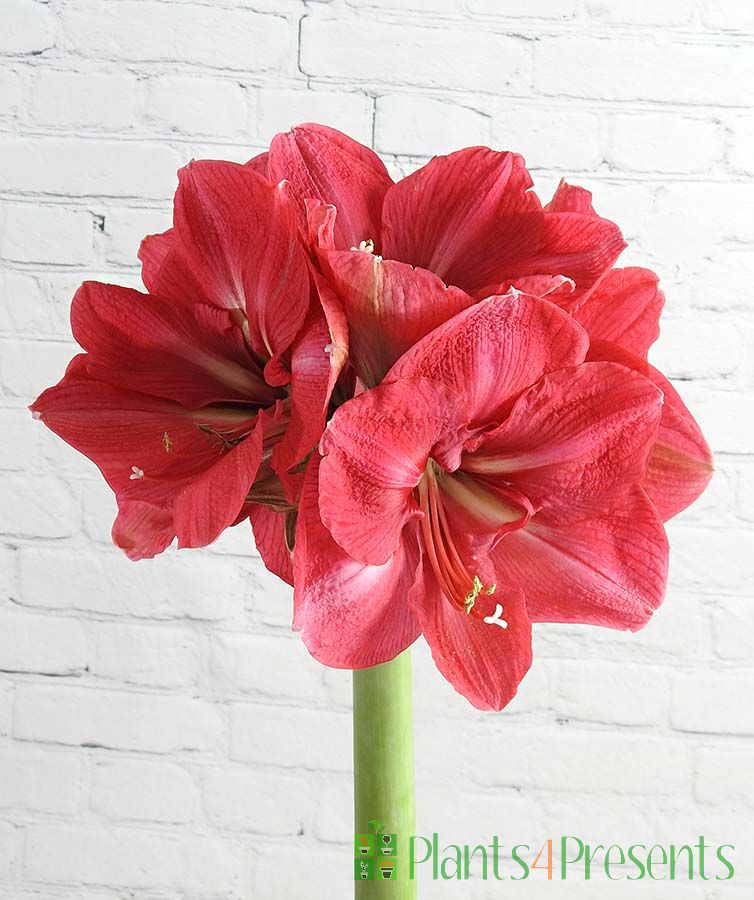 Giant Pink Amaryllis Send as Christmas plant gifts