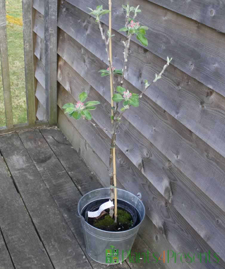 Heritage Apple Tree Fruit trees delivered as gifts